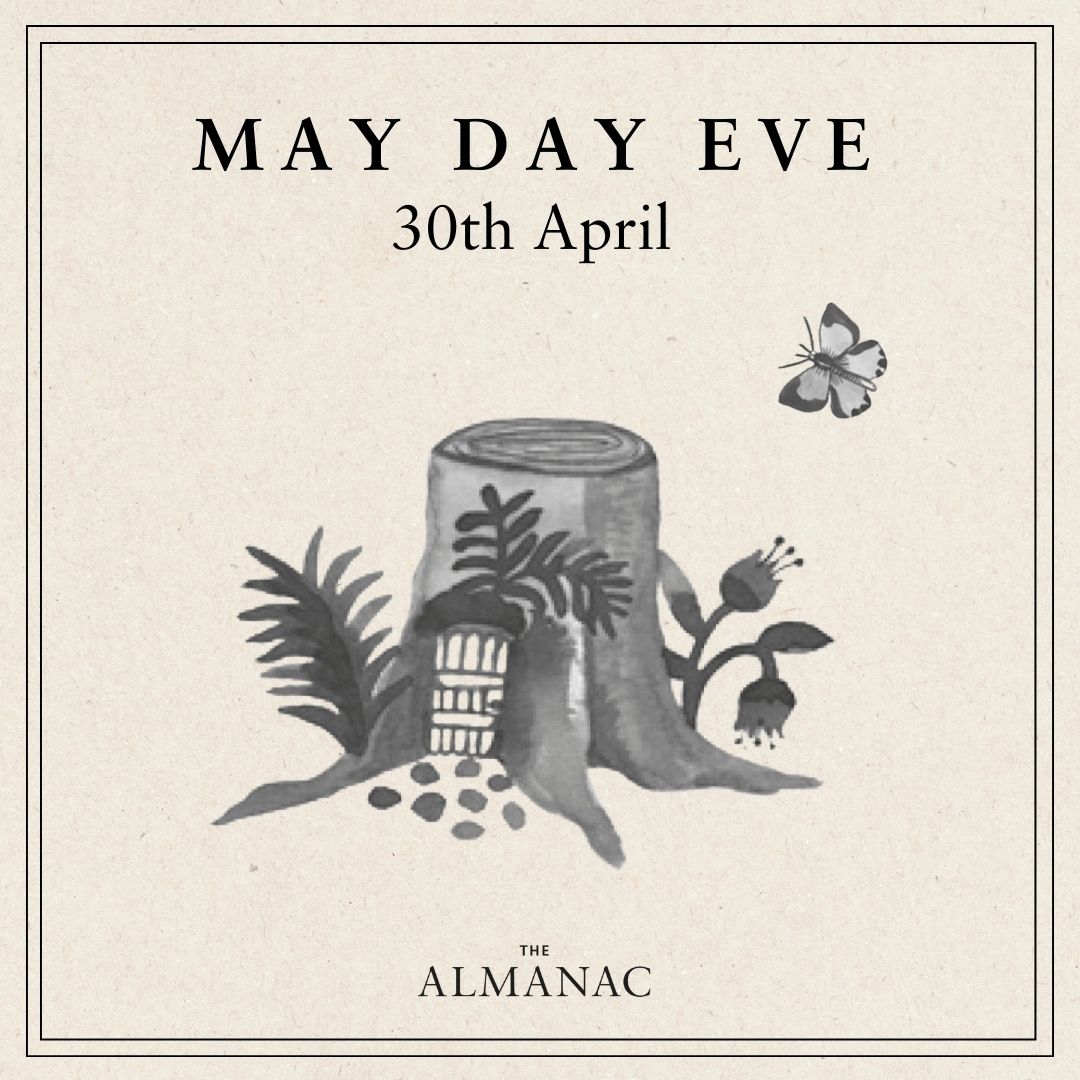 The night of 30th April is May Day Eve, traditionally the time that fairies were out and about. Fairies were once considered malicious creatures, and it was thought sensible to scatter primroses – which fairies cannot cross – along your home’s threshold. #TheAlmanac2024