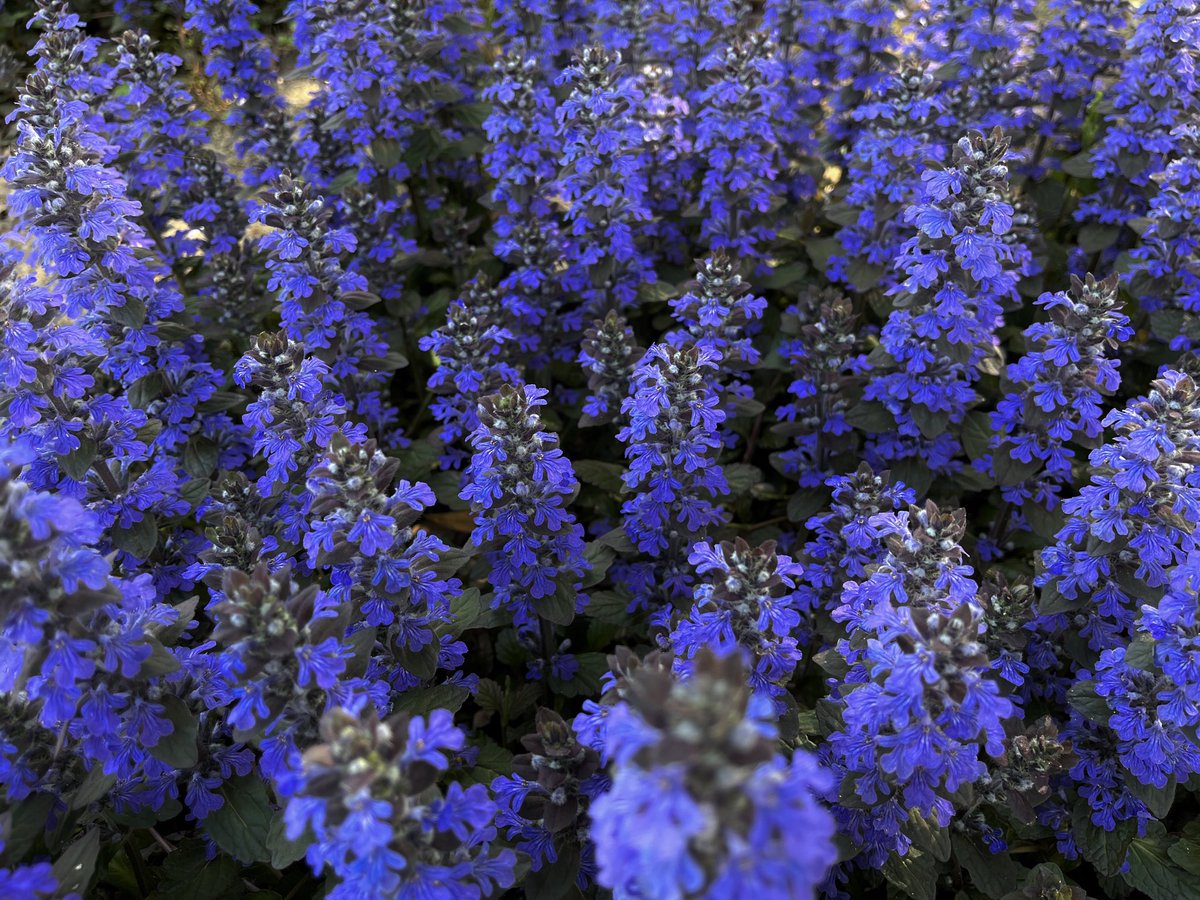 #TLを花でいっぱいにしよう #アジュガ #nature #flowers #flowerphotography