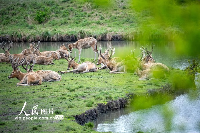 Beautiful ecological picture scrolls unroll as the flourishing milu deer, a species under first-class national protection in China, frolic and forage in herds at Qinhu National Wetland Park in Taizhou, east China's Jiangsu Province. #biodiversity