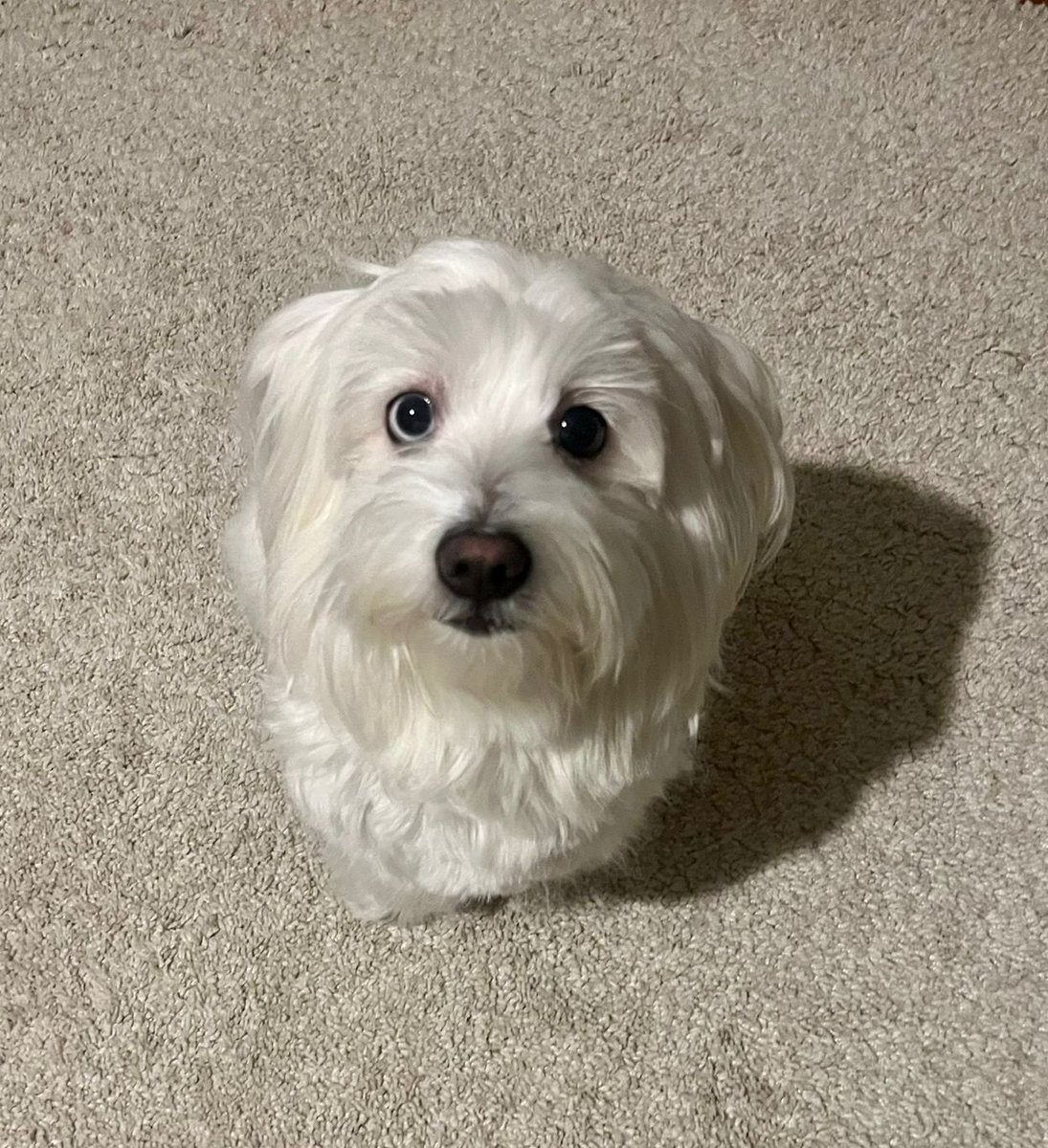 mehtapkayaoglu's tweet image. Minicik kankimle 4 yılı geride bırakıyoruz bugün.
Kalbim 🖤🤎 #Nart'ımm
Nice güzel yıllarımız olsun yaşam enerjim