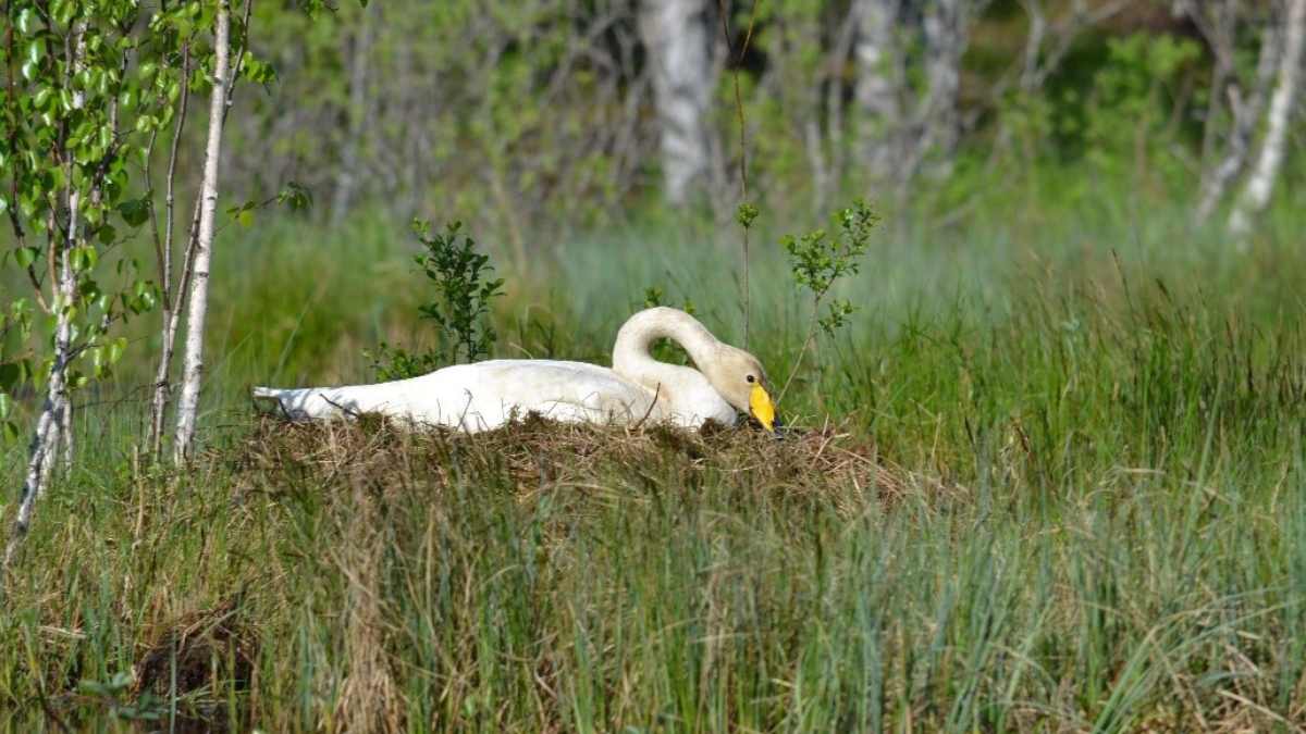 Lintujen pesintä on käynnissä – mitä on hyvä tietää pesimärauhasta?

🐦Tee vasta pesimäkauden jälkeen: rantojen kunnostus ja remontit pesän lähellä
🐦Haastavassa paikassa pesintää voi ennaltaehkäistä seuraavana vuonna

ely-keskus.fi/-/lintujen-pes…

#linnut #pesimärauha #ELYkeskus