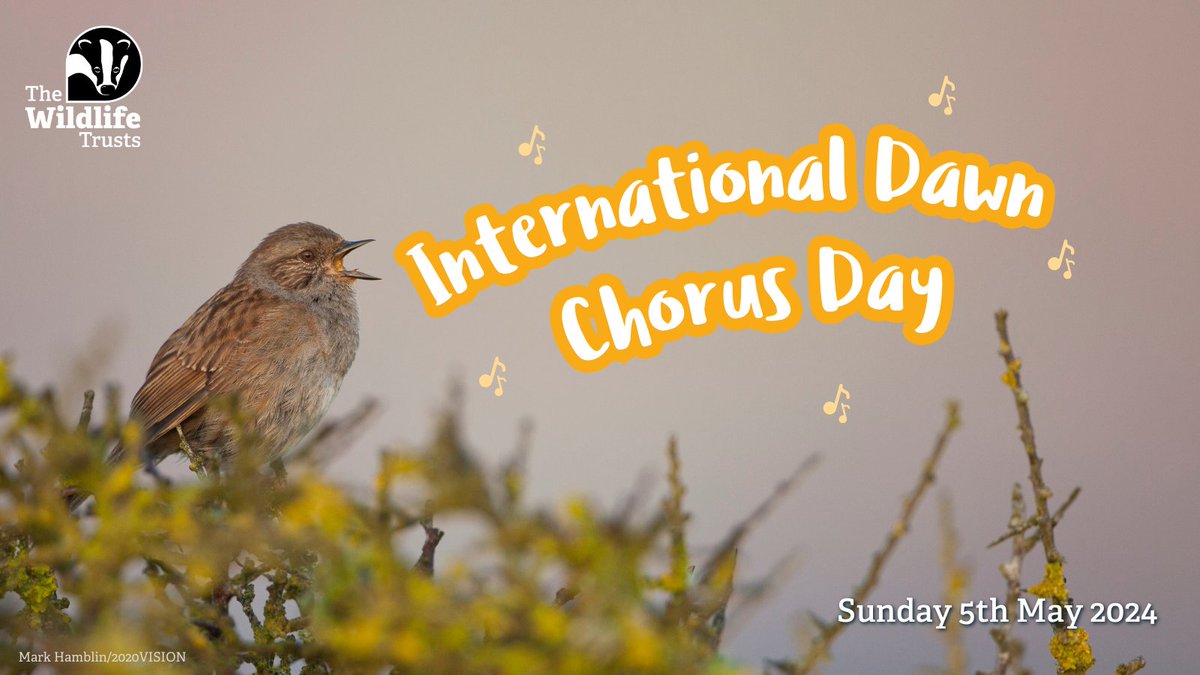 With #InternationalDawnChorusDay just around the corner, get to know the birds outside your window with our handy guide to bird calls 👉 wildlifetrusts.org/wildlife/how-i…