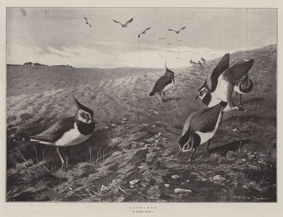 Lapwing, once a familiar sight, birds breeding in spring sown arable and wetlands.