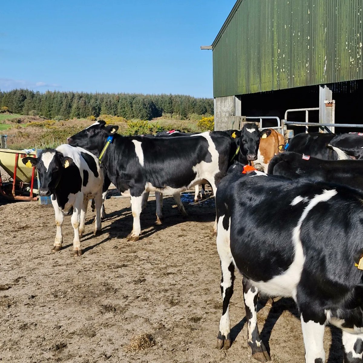 Breeding Season Update 

21 Day Submission Rates 

Cows = 78%
Heifers = 82% 

#BreedingSeason2024 #WestCork🇮🇪🐄