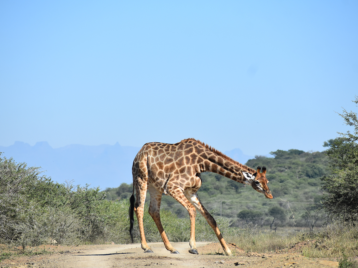 It’s always great to capture a photo of a giraffe drinking at UmPhafa but it’s even better with the Drakensberg Mountains in the distance!🏔️🦒