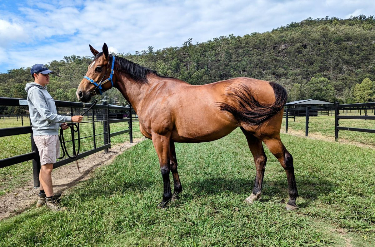 Having Mariam (Fastnet Rock) the only mare in foal to SIYOUNI at the AUS 🇦🇺breeding sales this season - we can attest to the strategy of bringing high quality mares in foal to superstar Northern Hem stallions @NewgateFarm @mmsnippets @AgaKhanStuds @HoneycombStud @dwhittingham9