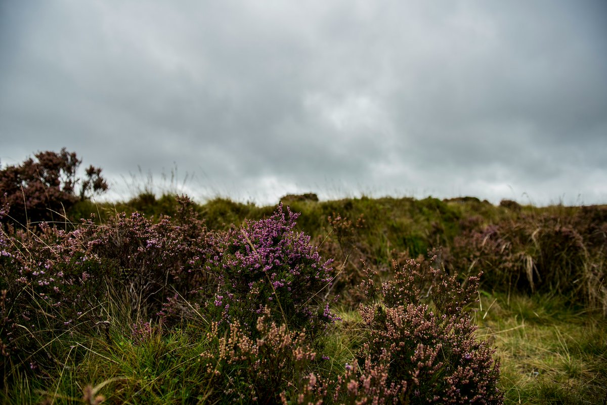 We've had an enquiry from someone who wants to buy some heather cuttings to use to smoke salmon. They are looking for approximately 100-500kg. If anyone is cutting heather soon and is looking to sell the waste, please message us.