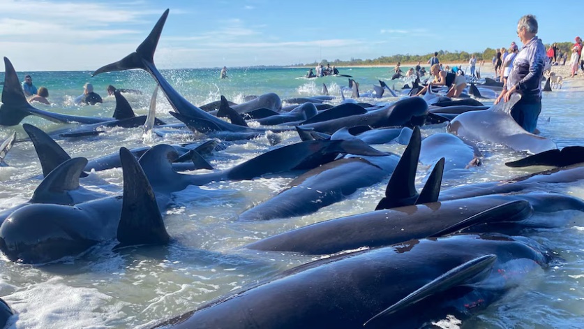 When 160 pilot whales beached themselves in Western Australia late last week, around 20 per cent of them died. It's a sight that has not been uncommon in recent years, with social media and drone vision giving scientists a greater insight into why it happens @VanessaPirotta