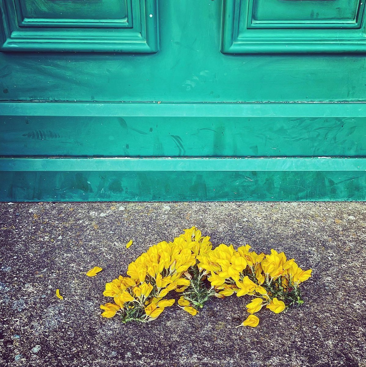 It’s April 30th, don't forget to put Gorse/whin, or other yellow spring blooms on your doorstep – to keep the Bad-Fairies out on May-Day.

I’d never let a Bad-Fairy through my door😉
#Cavan #WordSmith