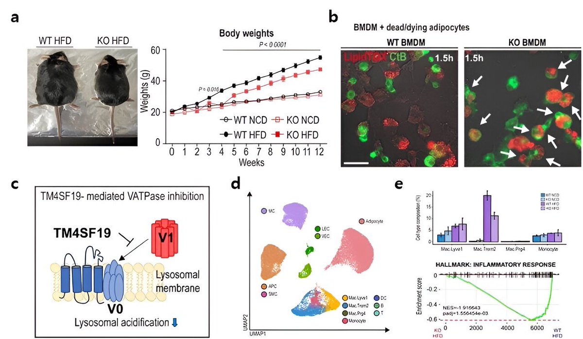 Increase in TM4SF19 levels within adipose tissue of animal subjects subjected to high-fat diet. The researchers unveiled that this protein inhibits a pump (V-ATPase) present in lysosomes, which harbor various hydrolytic enzymes and play a crucial role in lysosomal pH regulation.