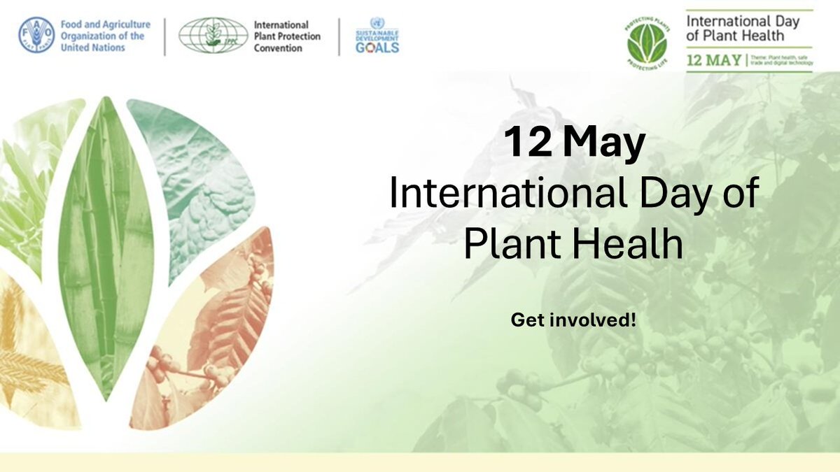 📢The International Day of Plant Health is on May 12! Check @ippcnews guide: assets.ippc.int/static/media/f… Let's raise global awareness of how protecting #PlantHealth can help end hunger, reduce poverty, protect the environment & boost economy #PlantHealthDay #PlantHealth @FAO