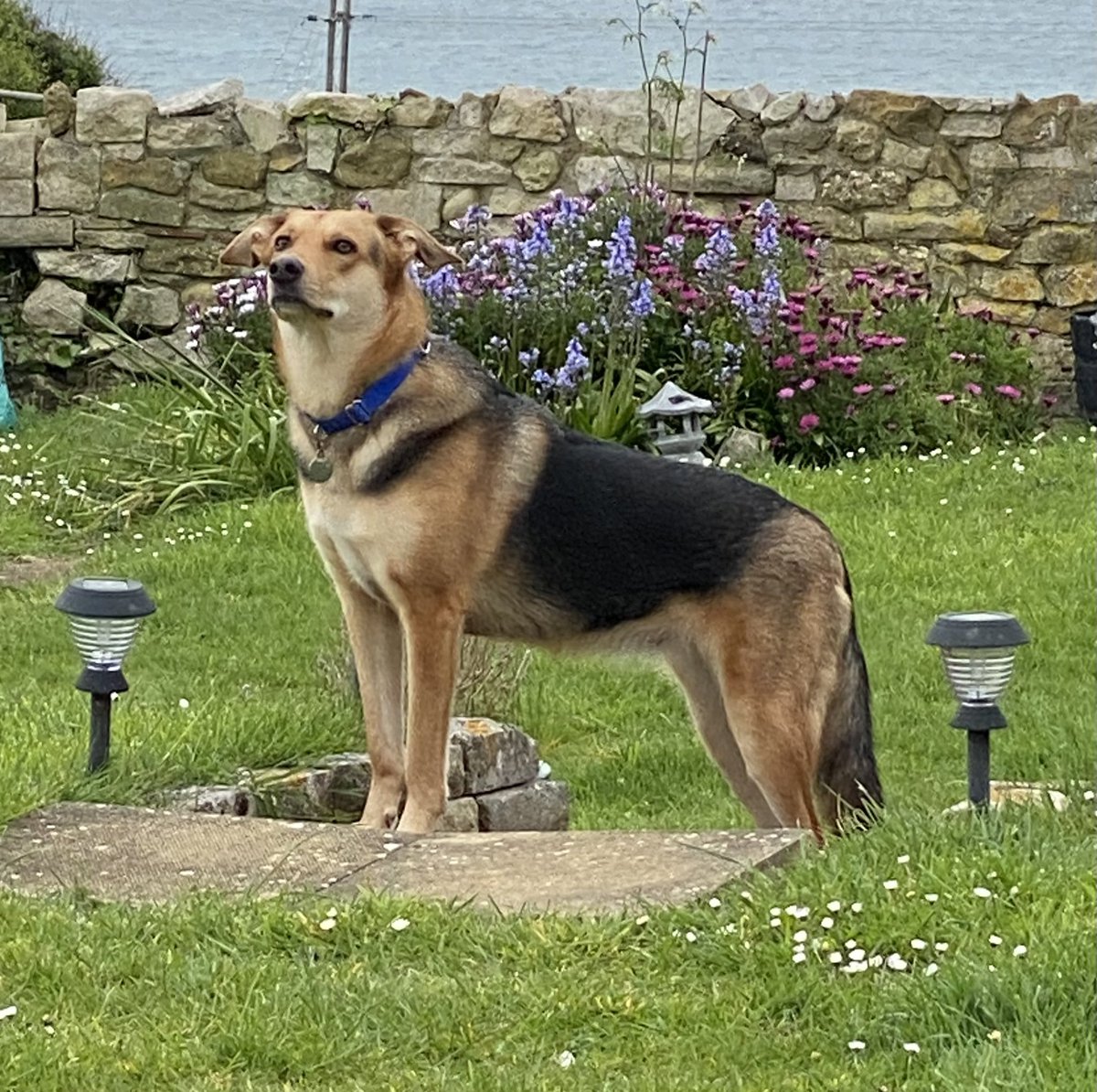 HM Queen Ruby, monarch of the garden. 🤣🐶😍 #RubyFromRomania #RescueDogs❤️