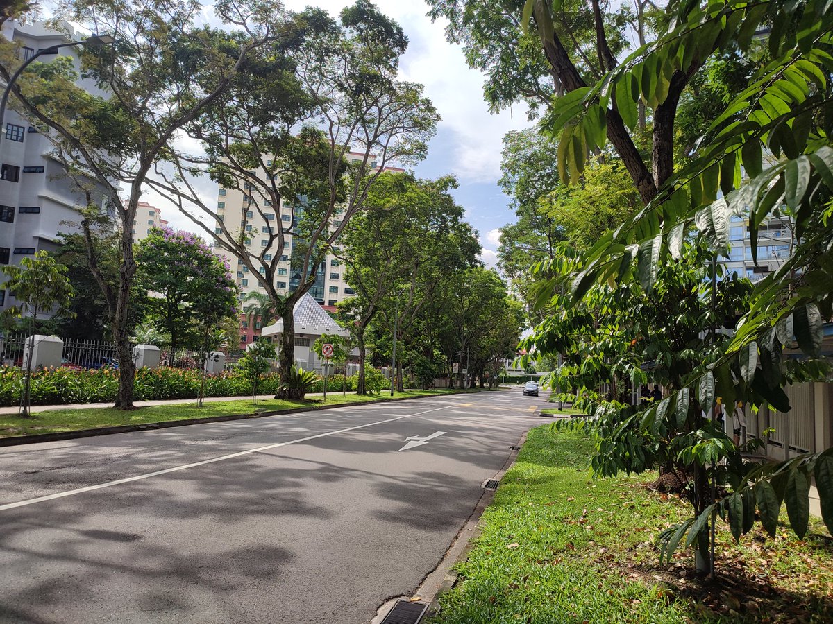 Dappled sunlight
午後葉間的日光
午后叶间的日光
Trees along the roadside. This is a common sight in most residential estates in 🇸🇬.
道端の木々。これはシンガポールのほとんどの住宅地でよく見られる光景である。

#LoveYuzuruFromAllOverTheWorld 
#羽生結弦