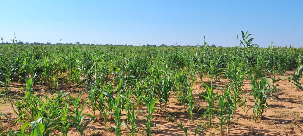 The government says it is impressed by the progress at the Bulawayo Kraal Irrigation Scheme in Binga District, which has an inaugural thriving 50 hectares sorghum crop.