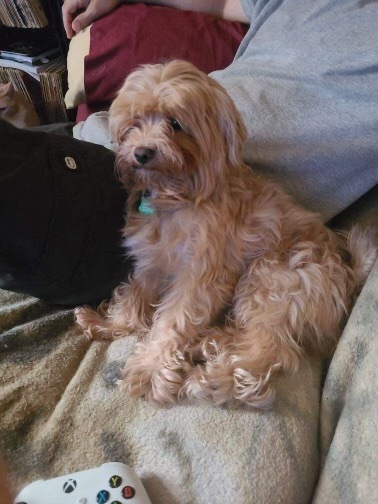 CHINO HAS BEEN STOLEN IN BROOKLYN: last seen being taken from a car on 32nd between Ave H and Flatbush Ave. If seen or found him please go here: lostmydoggie.com/details.cfm?pe… If you've seen or found him please call 877-818-0060 and PLEASE RT CHINO!