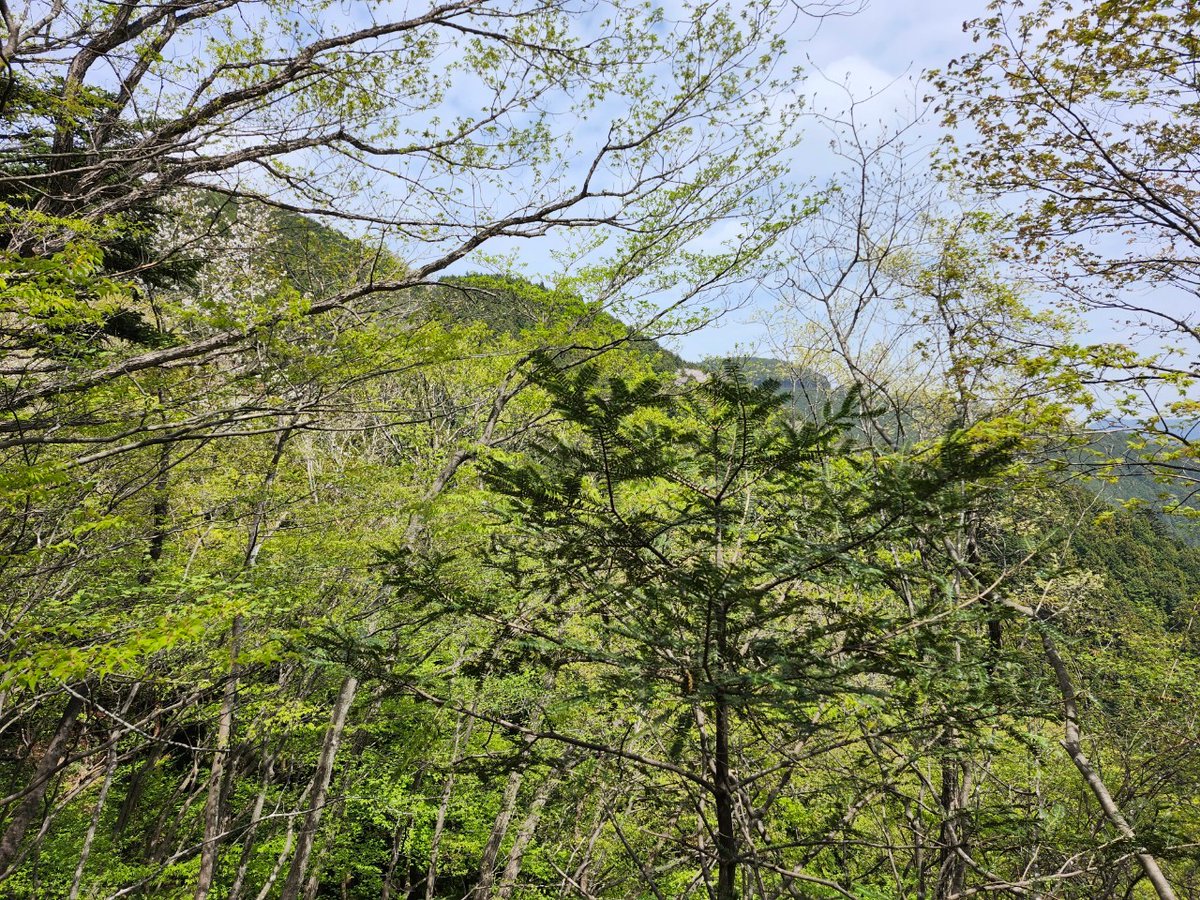 4月の新入生歓迎山行では、横瀬二子山に行きました。中1は初めての本格的な山だったのですが、頑張ってついてきてくれました。