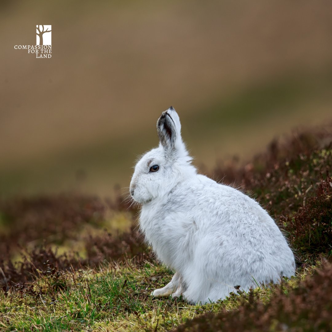 Join the movement to safeguard our mountain hares and preserve the beauty and balance of our mountain ecosystems. Together, we can make a difference and secure a legacy of wilderness for generations to come. 🏔️💚#MountainHares #WildlifeConservation #CompassionForTheLand🌿🐇
