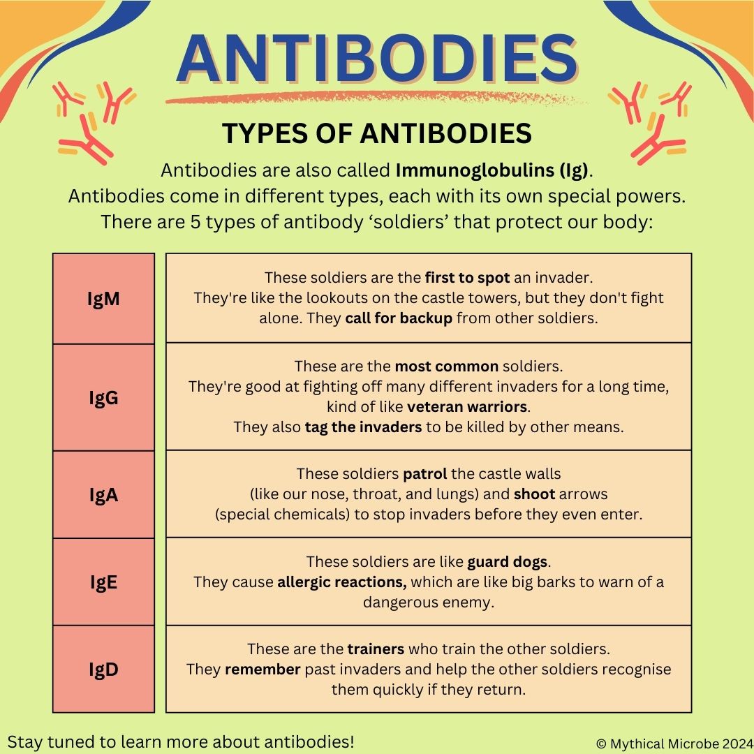 LEARN ABOUT ANTIBODIES. #MythicalMicrobe #ScienceIlluminated #antibody #antibodies #antigen #immunesystem #immunity #immunoglobulin #allergy #science