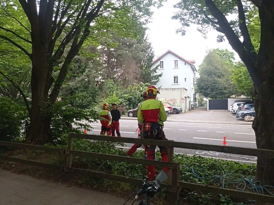 C'est ici dans un quartier du secteur 4 à #Grenoble : entretien de la végétalisation en ville (au fait les arbres ont été plantés par d'autres) on ne peut qu'Hêtre ok  avec cette action municipale ou vs faites partie des râleurs professionnels ?