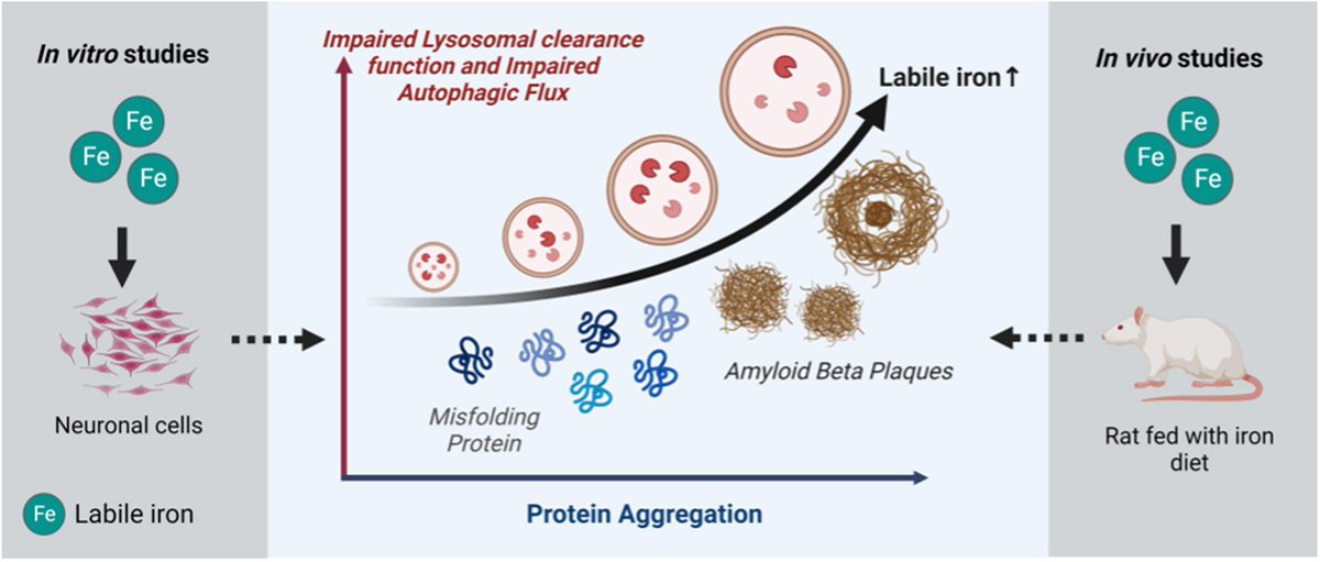 •Labile #iron can disturb lysosomal clearance function of neuronal cell line.
•Proteostasis of brain cells can be altered by labile iron.
•Connection between proteostasis and iron is critical for initiation of #brain #aging
sciencedirect.com/science/articl…