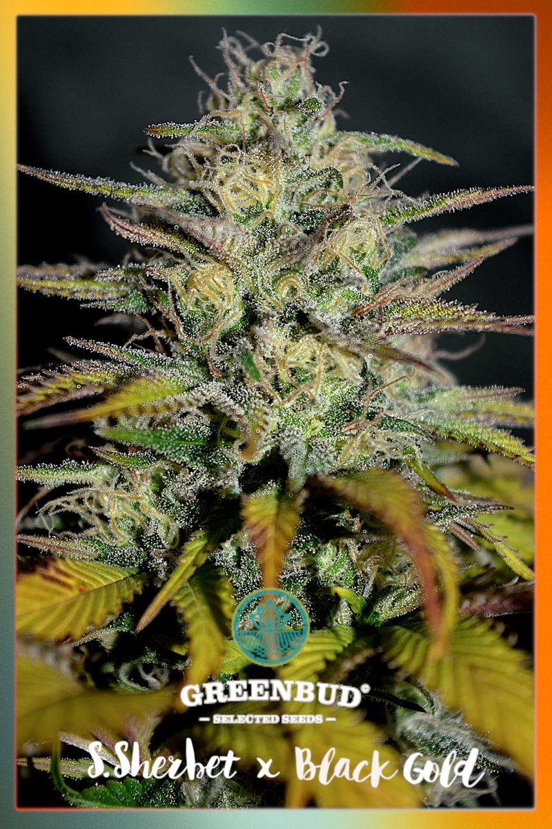 #GreenbudSeeds Sunset Sherbet x Black Gold 😎 👉(GSC x Pink Panties) x (24 K Gold x Black in Black) 🔥🔥🔥 Have a great day!! 🔥🔥🔥 greenbudseeds.com 🌴🌴🌴 #CannabisCommunity #weedlife #420community #weedberlin #weedgermany #420germany