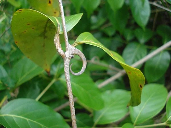 UNHA-DE-GATO Você talvez já tenha visto essa planta cobrindo muros e portões de casas, sobrados e até pequenos edifícios. Ela forma uma espécie de manta verde, bem densa e fechada, e seus galhos possuem pequenos espinhos com as pontas curvadas, que lembram as unhas dos…