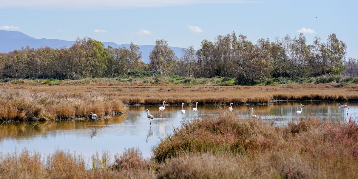 facta (@facta_) on Twitter photo 💧#WastedWetlands: le #zoneumide sono tra gli ecosistemi più preziosi e minacciati d’Europa
🦩Il nostro viaggio inizia dalla #Sardegna: lo raccontano <a href="/giulia_bonelli/">Giulia Bonelli</a> @elisabetta_tola e <a href="/PagniBenedetta/">BenedettaPagni</a> su <a href="/IlBoLive/">Il Bo Live</a> grazie a <a href="/journalismfund/">Journalismfund Europe</a> & <a href="/Sissaschool/">SISSA</a>
ilbolive.unipd.it/it/news/wasted… 💧#WastedWetlands: le #zoneumide sono tra gli ecosistemi più preziosi e minacciati d’Europa
🦩Il nostro viaggio inizia dalla #Sardegna: lo raccontano <a href="/giulia_bonelli/">Giulia Bonelli</a> @elisabetta_tola e <a href="/PagniBenedetta/">BenedettaPagni</a> su <a href="/IlBoLive/">Il Bo Live</a> grazie a <a href="/journalismfund/">Journalismfund Europe</a> & <a href="/Sissaschool/">SISSA</a>
ilbolive.unipd.it/it/news/wasted…