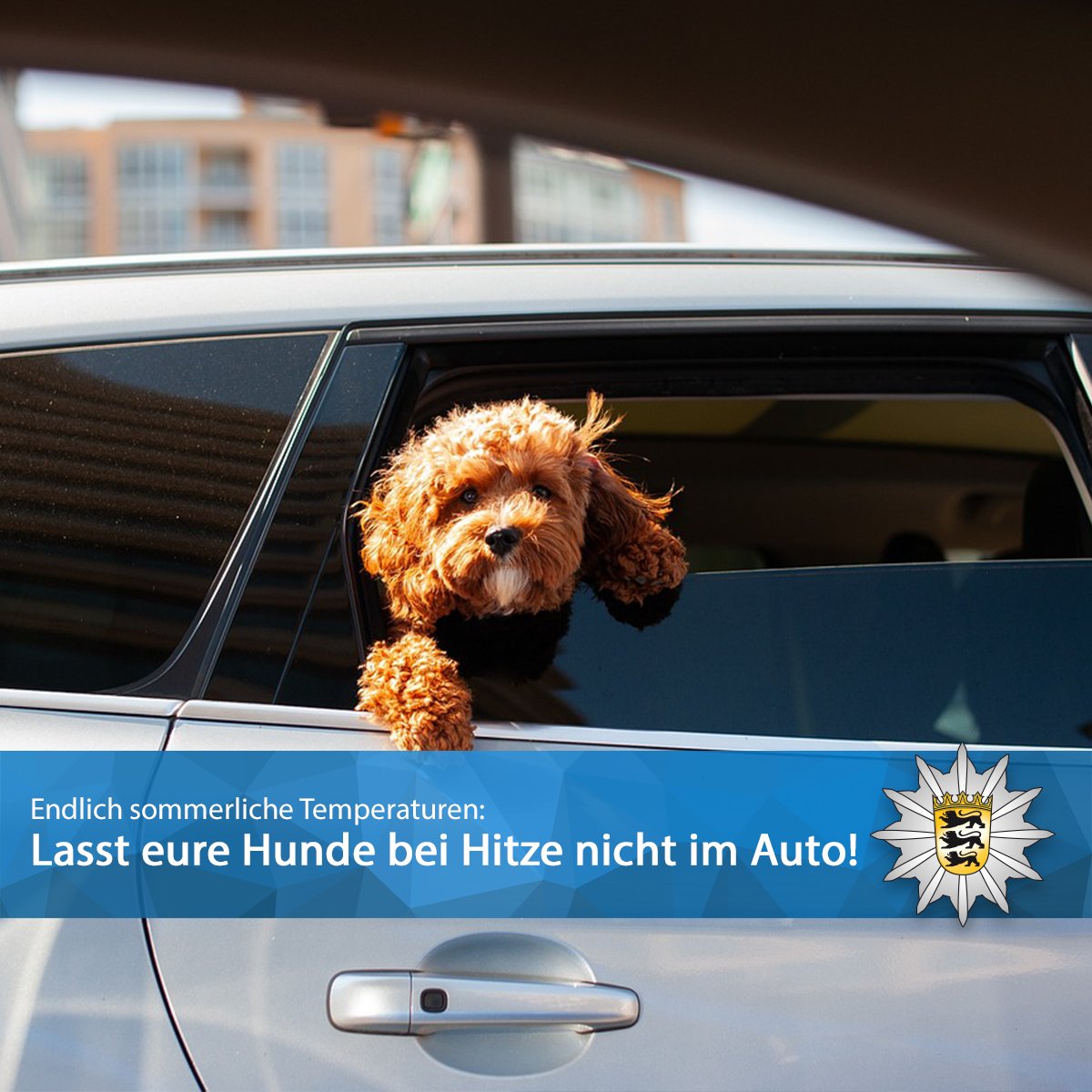 ❌Bitte so nicht: presseportal.de/blaulicht/pm/1… ❌ #REMINDER: Bitte lasst eure Hunde NIEMALS allein bei Hitze im Auto zurück! Das Auto kann sich in kürzester Zeit aufheizen, diese Überhitzung kann ggf. tödlich sein. ‼️Das gilt natürlich auch für (Klein-)Kinder und Säugline!