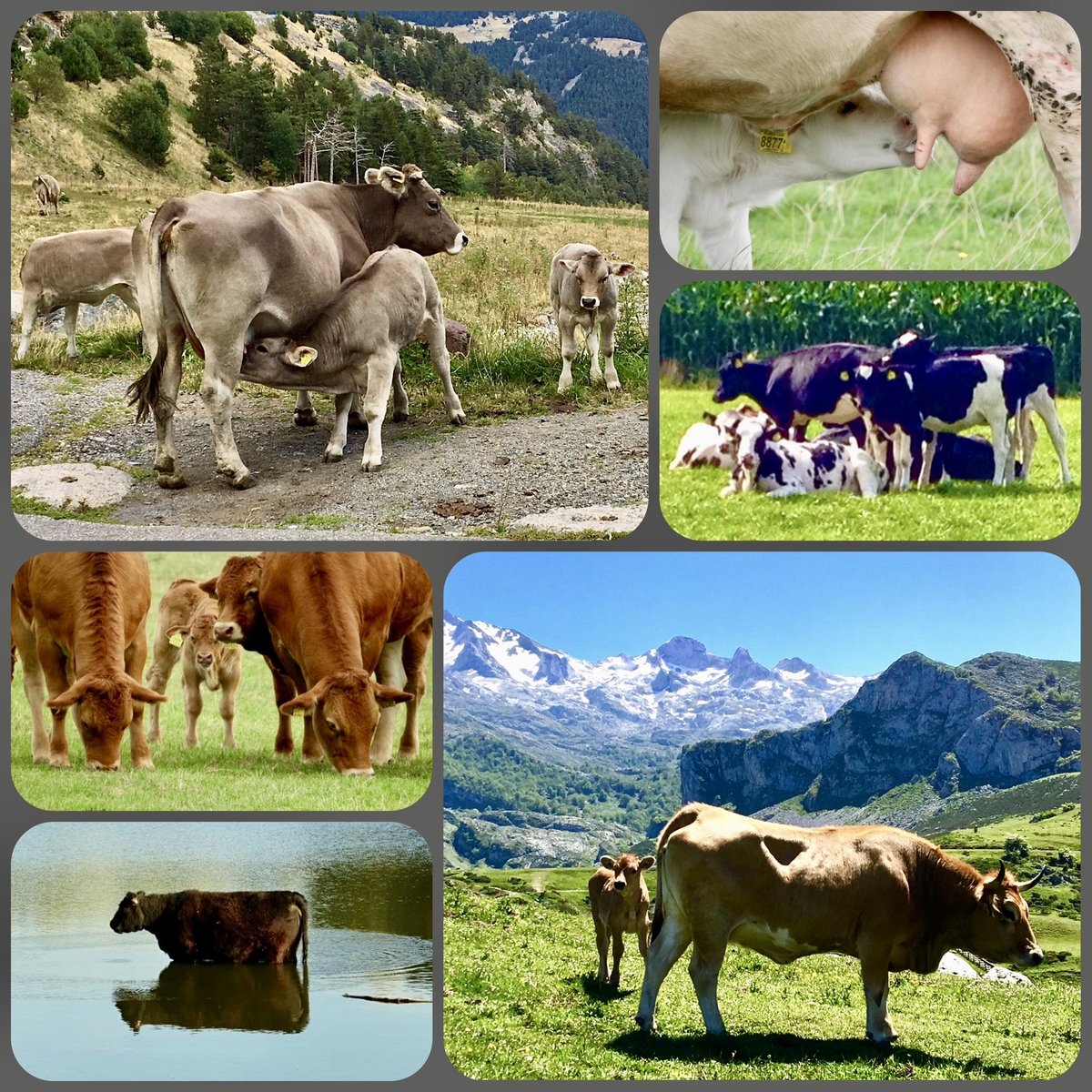 Dag 30 van #camer_a_pril 
Vandaag met het thema #koeien een initiatief van @jolandabrwr 🐄🐄🐄
Wat was het een mooie maand vol prachtige foto’s van diverse onderwerpen!📸 Ik heb er heel erg van genoten Jolanda! Reuze bedankt voor de organisatie er van!😃