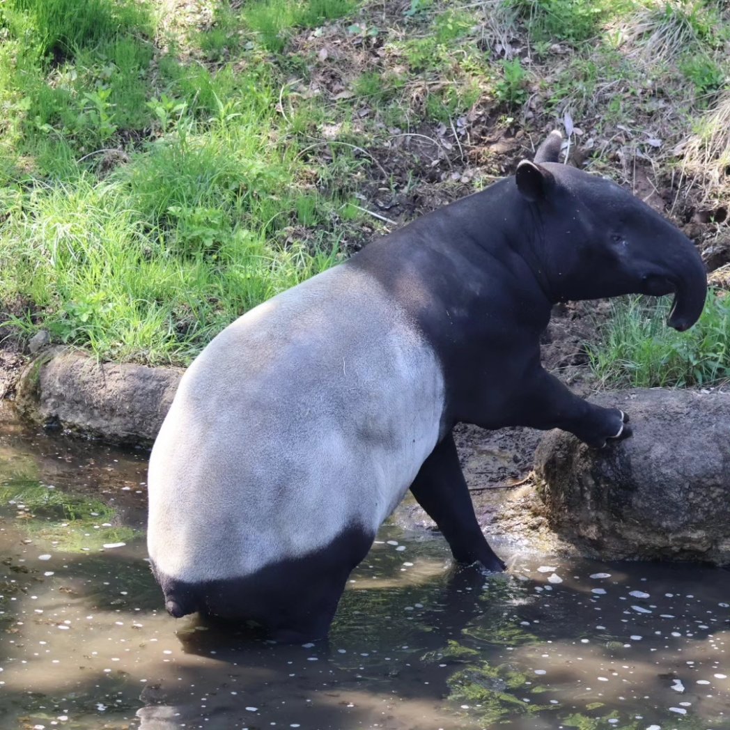 今年もありがとう。#worldtapirday #tapirusindicus #世界バクの日 #malayantapir