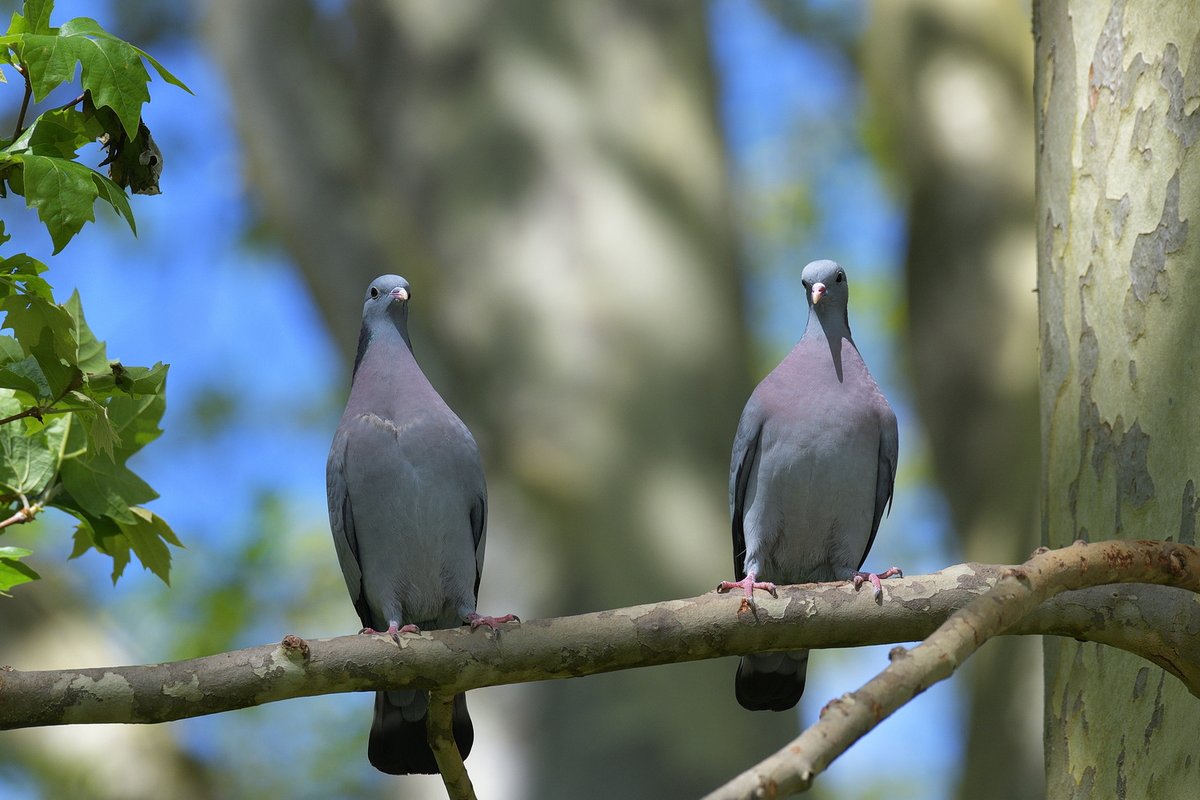 Pigeon colombin
#birds #birdphotography #nikonphotography #birding #wildlife #wildlifephotography