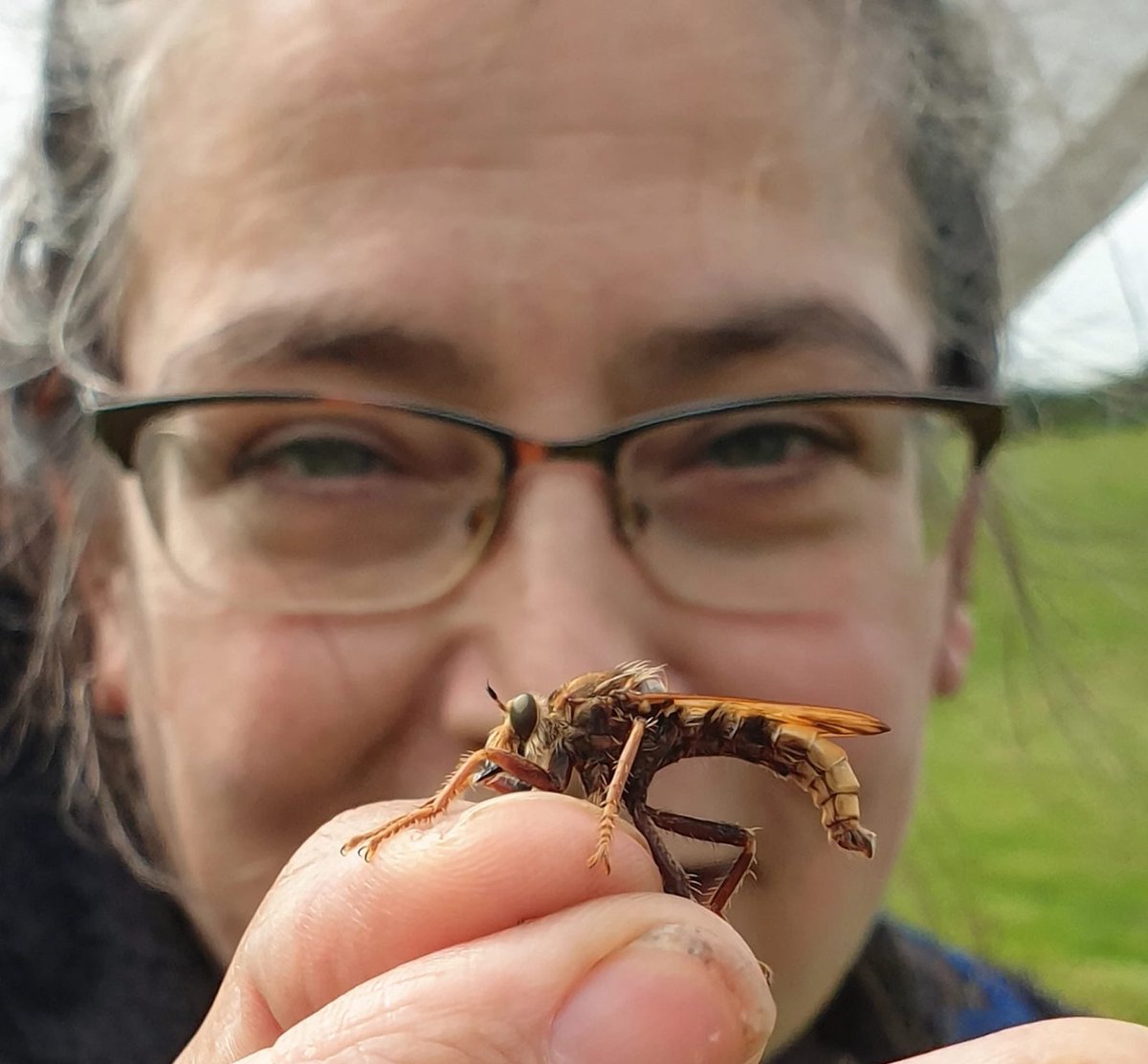 Ok folks - it’s #WorldRobberflyDay Let’s see all your photos!! Let’s hear those stories @SoldierfliesRS @dipterists @DipteristsForum @RoyEntSoc @TDikow @StevenFalk1