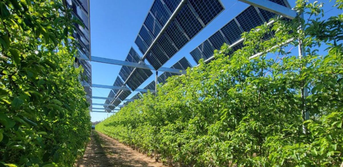 Catalonia sets guidelines for agrivoltaics: The government of the Spanish autonomous region of Catalonia has outlined new requirements to authorize agrivoltaic power generation on agricultural land. dlvr.it/T6CSgg #CommercialIndustrialPV #Legal #Markets