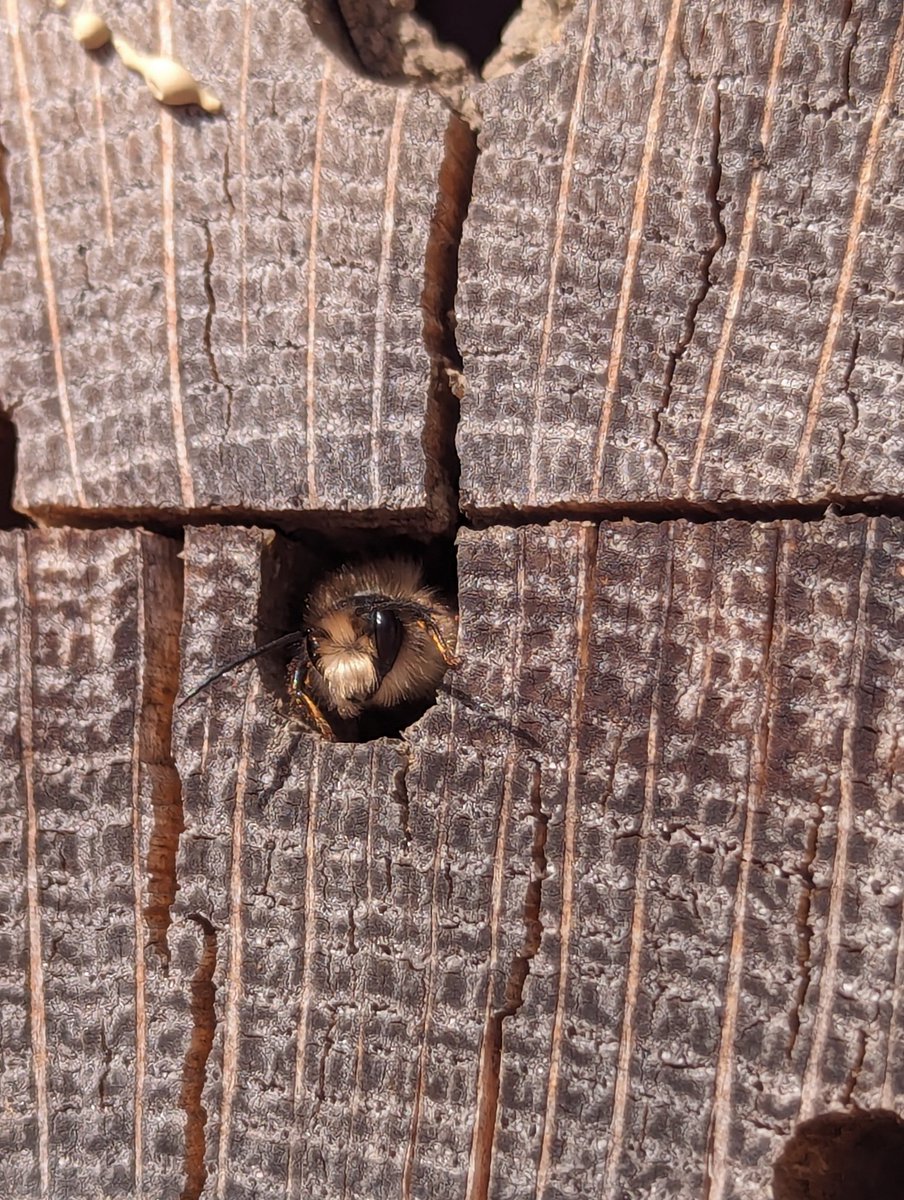 Whose little face is this poking out of a bee hotel right in the centre of Sheffield?