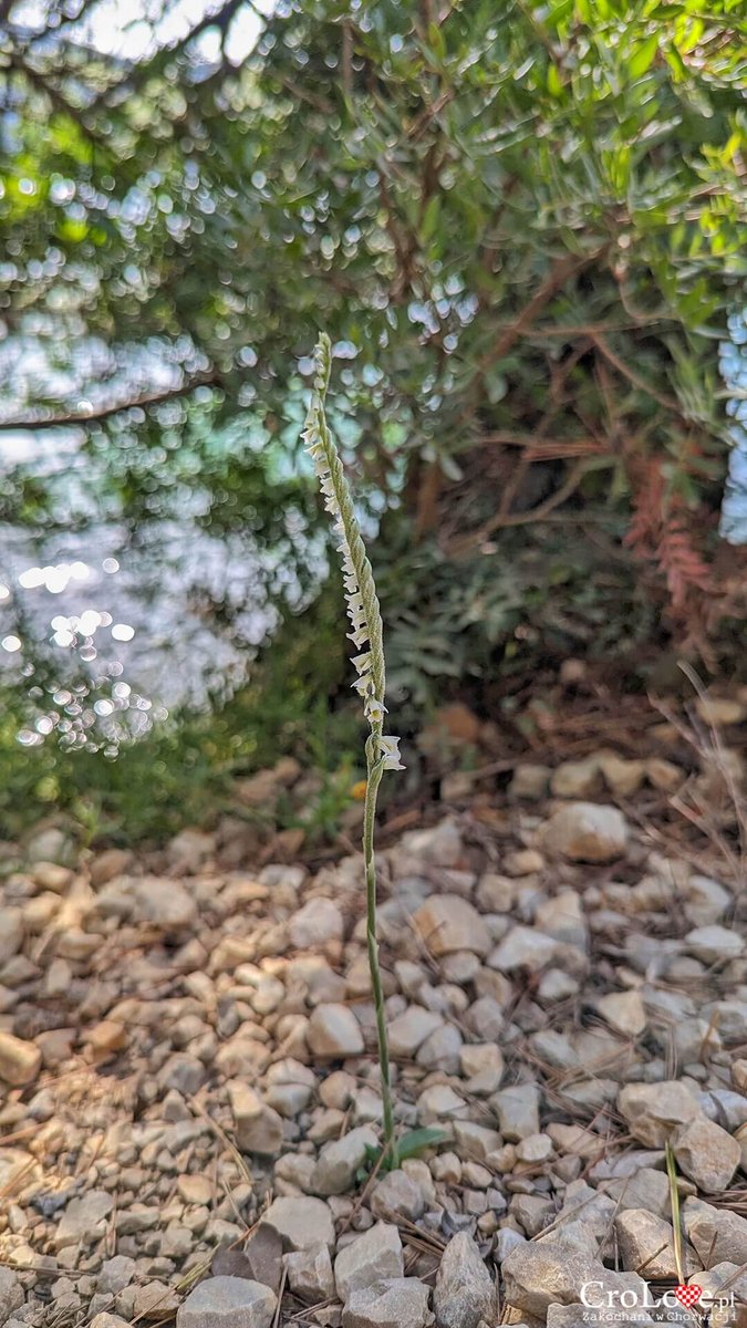 Spiranthes spiralis (Orchidaceae) spotted in Mljet National Park in October 2023 #Croatia 

@Croatia_hr @TZMljet