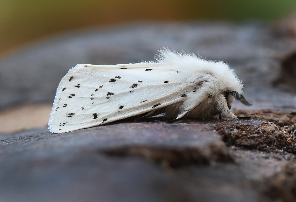 Just 11 moths of 5 species in the wind and rain last night. 2 Dark Sword-grass and the first White Ermine of the year worth a mention. St Mellion VC2.
