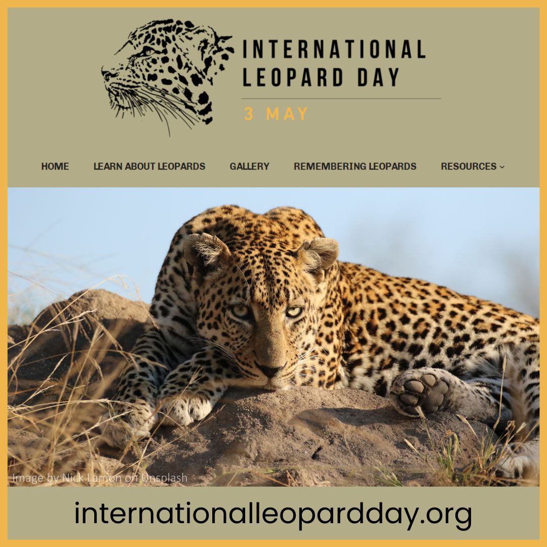 ➌ 🅜🅐🅨 is International 🐆 Day!
Go to internationalleopardday.org for more 🐾

#InternationalLeopardDay #LoveLeopards  #ForTheLoveOfLeopards #pantherapardus #leopard #leopards