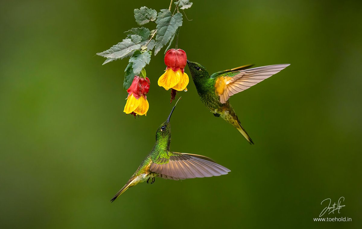 Two Coronets (#Hummingbirds) want to feed from the same flower. You can see one of them extending their tongue out of their bills. Recently on my reels people didn't understand how the bill was extending - which actually is the tongue. #ToeholdPhotoTravel