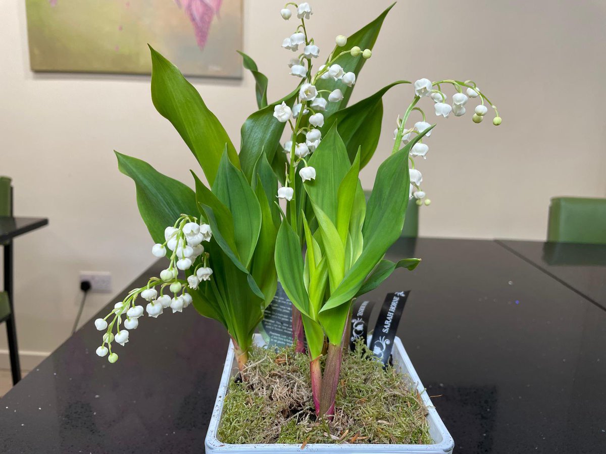 Bringing you something extra special stunning lily of the valley plants … just dreamy. #flowers #plants #spring #lilyofthevalley #shopsmall #shoplocal