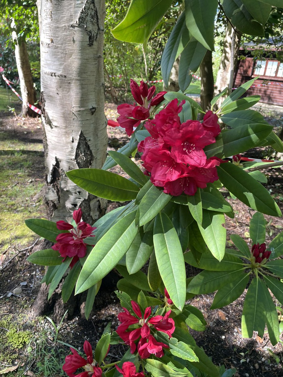 Well I have constantly complained about being wet time and time again but now it’s paying me back with these glorious blooms