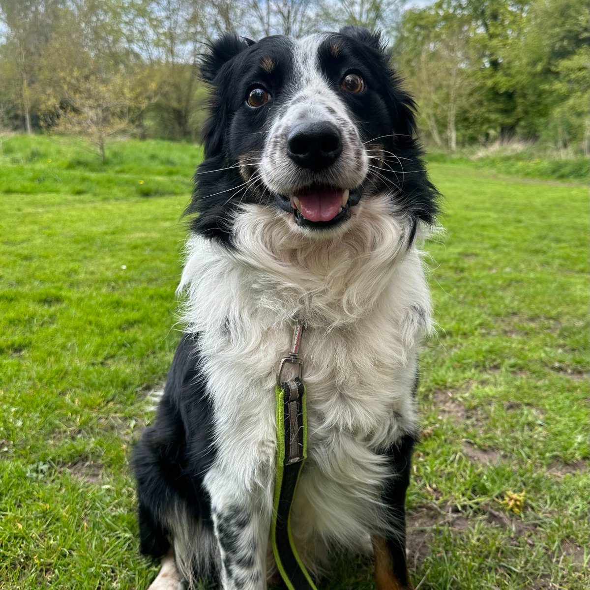 Ben is our oldest guest at present, but at 11 years old he is fit & active for his age. Came to us following the death of his owner. Calm & gentle boy but initially a little shy meeting new people If you think you could offer Ben a home please visit bordercollietrustgb.org.uk/rehoming/how-d…