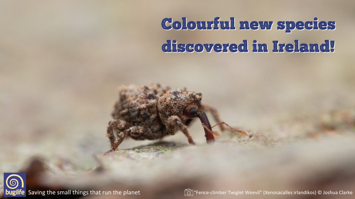 A team of entomologists & naturalists from #NorthernIreland & #Germany have described a new species of #beetle, previously unknown to science. 

The “Fence-climber Twiglet Weevil” was discovered by Buglife Conservation Officer @josh_ecology 

Read more👇
buglife.org.uk/news/colourful…