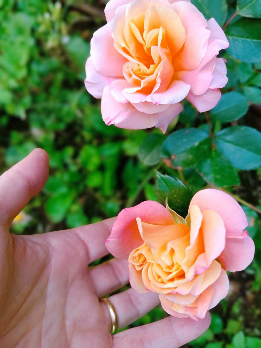 Le rose si scelgono in base al colore, sì. E al profumo, alla resistenza, alla rifiorenza, certo.
Ma solo io le scelgo in base al loro NOME?
Qui, in un tenue rosa dal cuore sfumato d'albicocca, la mia 'Madame Marie Curie'🩷🧡
(A breve fiorirà la'Jacques Cartier', l'esploratore💗)