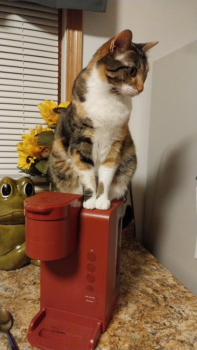 Out of all the places to sit, the Keurig is her favorite spot.