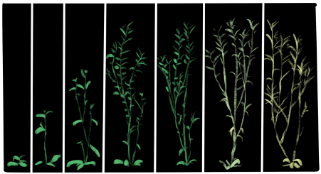 Interested in doing a PhD on somatic evolution in plants? @Euphrasiologist at @ARU_Biology and I will be co-supervising a 3-year PhD studentship starting September 2024. More details on the position and how to apply here: findaphd.com/phds/project/s…