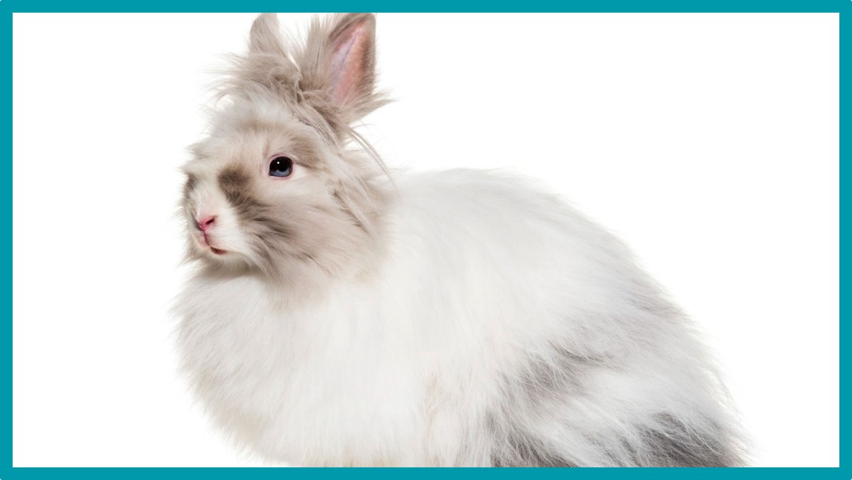 🐾 Wakyma🐾 tweet media