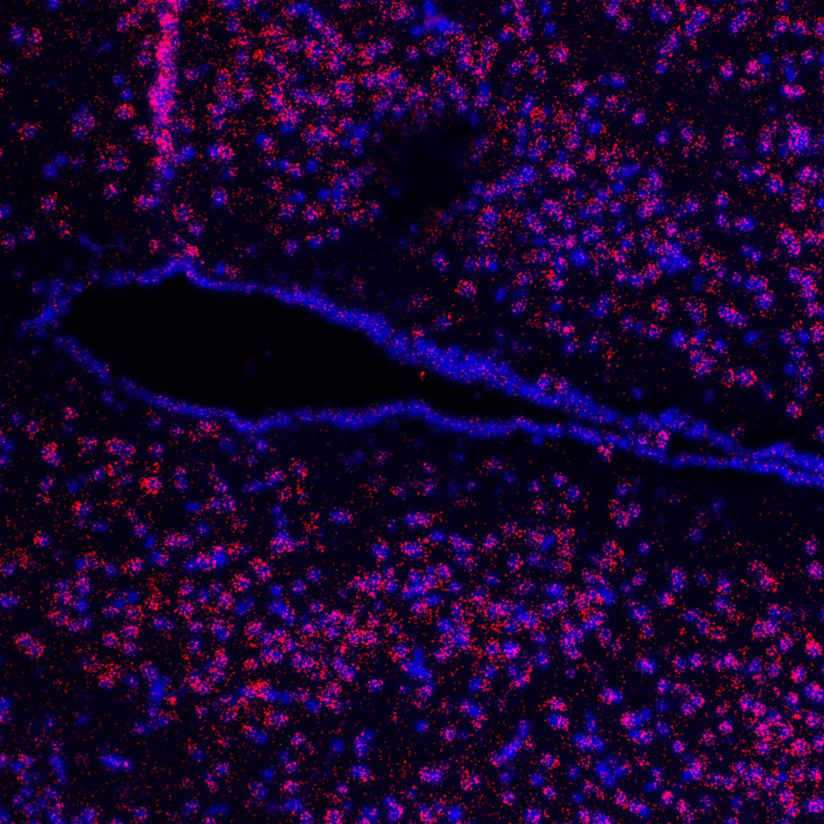 The increasing number of people who are overweight or obese is a medical problem. In addition to lifestyle, genetic factors also play a role. Researchers at #UniLeipzig and @HHU_de have identified a new regulator of eating behavior. @DthorLab @ProemelLab uni-leipzig.de/en/newsdetail/…