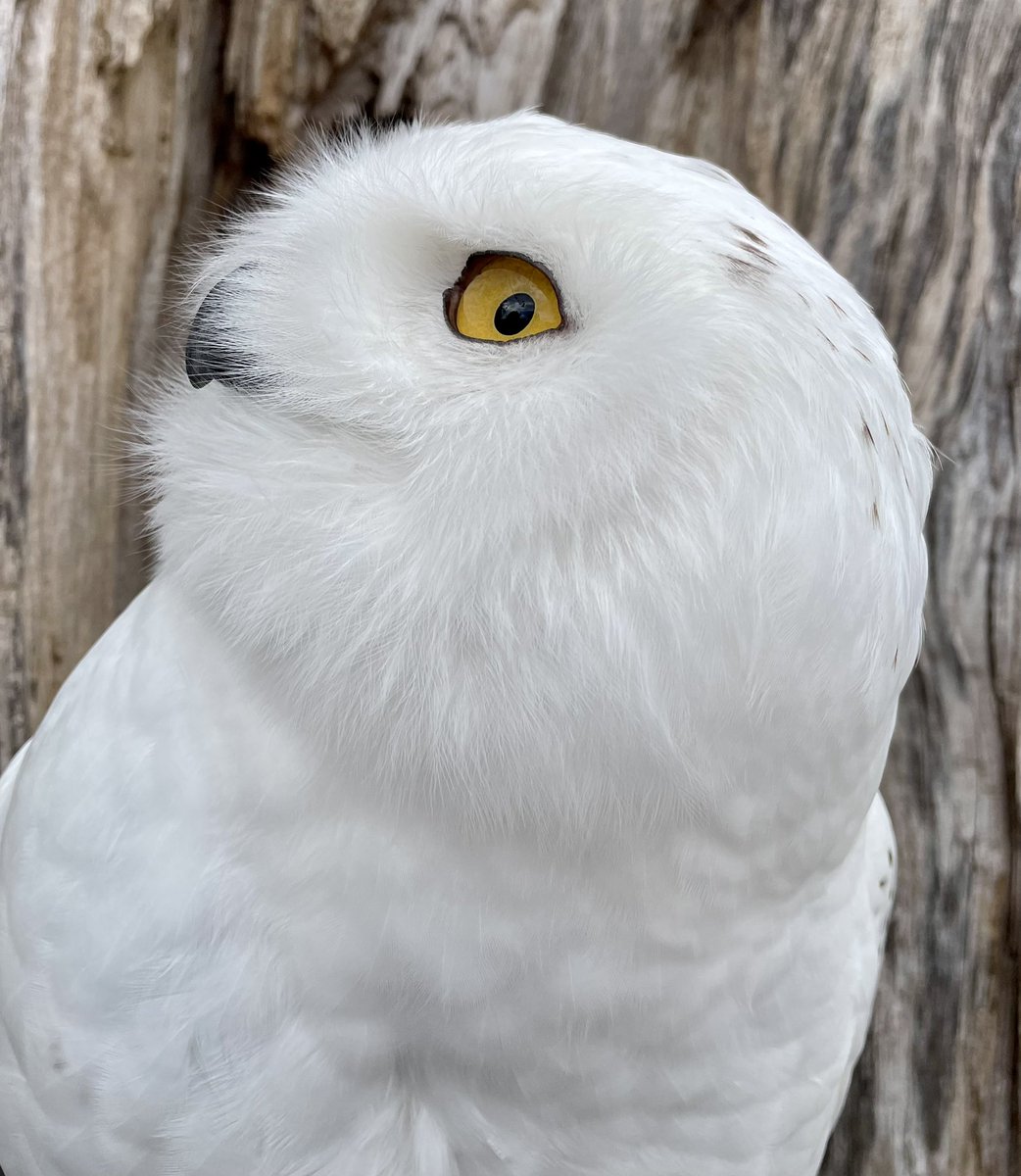 Snowy Owls are white birds with varying amounts of black or brown markings on the body and wings. On females this can be quite dense, giving the bird a salt and pepper look. Males, like Teddy, tend to be paler and become whiter as they age #snowyowl #wildwingsinc #mendonpondspark