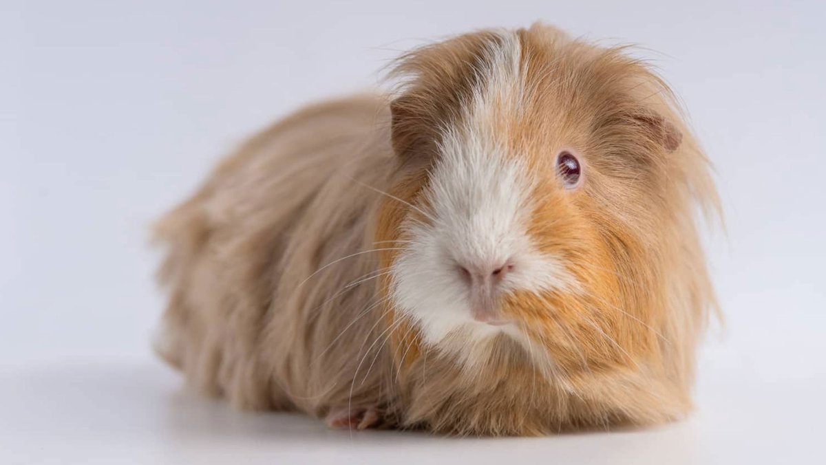 🐾 Wakyma🐾 tweet media