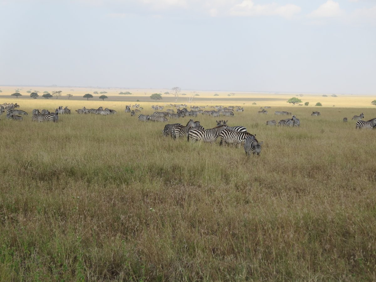 Lets explore Serengeti together, You wont be disappointed.
#tanzania #instatravel #serengeti #safari #wildlife #migration #wilderness #tierwanderung #pictureoftheday #abenteuer #spectacle #zebra #adventure #wildness #onceinalifetime #naturerlebnis #tiere #wildanimals